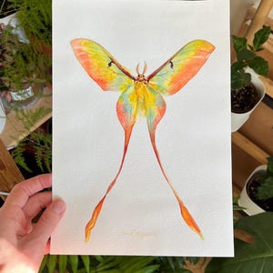 Original Schmetterling Aquarell Malerei: Gelbe Luna Motte Kunst