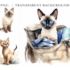 Siamese Cat Clipart Bundle PNG, 9 High Quality, Watercolor Kitten Clipart, Digital Download, Card Making, Cute Cat Breed Clipart, Kitty