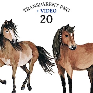 20 Horse Clipart PNG + Video, Farm Pony Western Cowgirl Equestrian Watercolor Bundle, Cute & Whimsical Horses, Fast Download Commercial Use