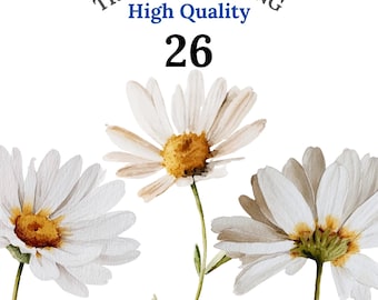 26 akwarelowych stokrotek w formacie PNG, bukiet kwiatów polnych, letni kwiat w formacie Clipart, cyfrowe pobieranie PNG, natychmiastowe użycie, licencja komercyjna