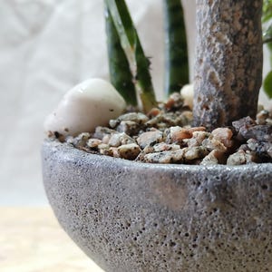 May include: A close-up of a small, grey, textured ceramic pot with a bonsai tree. The pot is filled with small pebbles, a white stone, and a few green plants. The tree trunk has a rough, textured appearance.