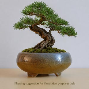 Handmade Round Planter – 16.5cm – for Cacti, Succulents or as a Shohin / Komono Bonsai Pot