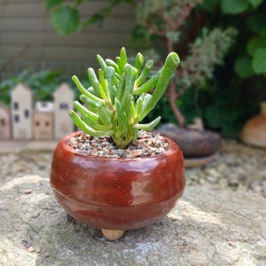 May include: A small, round, reddish-brown ceramic pot with a succulent plant. The plant has green, finger-like leaves and is potted with small pebbles. The pot sits on a grey stone surface.