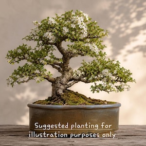 Handmade Oval Bonsai Pot – 29cm Stoneware Bonsai Planter – Accent Planting or Kusamono