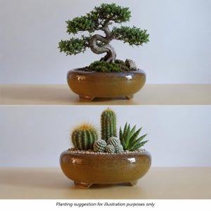 May include: A round, glazed, mustard-brown ceramic planter with three short feet. The top image shows a small, twisted bonsai tree with green leaves. The bottom image shows a collection of various green cacti and succulents in the same planter.