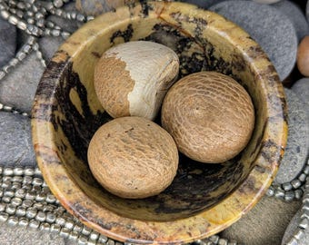 Betelnoot (Arecanoot) - 3 noten