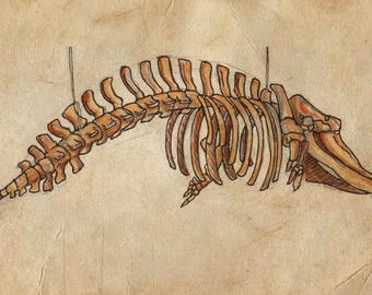 May include: A detailed illustration of a skeletal structure, likely of a marine animal, in brown and tan hues. The drawing shows the spine, ribs, and other bone structures. The background is a textured, aged paper, giving it a vintage feel.
