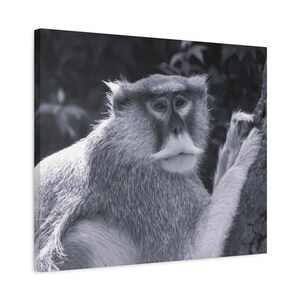 May include: A black and white photo of a monkey sitting on a tree branch. The monkey has a serious expression on its face and is looking directly at the camera.