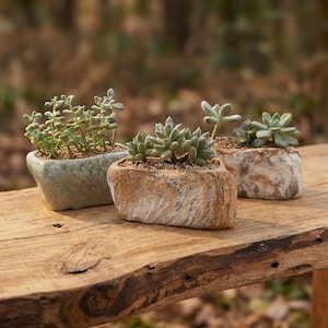 May include: Three small succulent plants in stone-like pots. The pots are rectangular with rounded edges and have a natural, textured appearance. The succulents are various shades of green and are planted in soil. The pots are arranged on a weathered wooden surface.