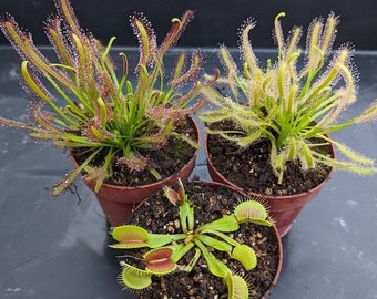 Pack 3 Plantas carnívoras | Dionaea y 2 Droseras | Plantas semi-adultas