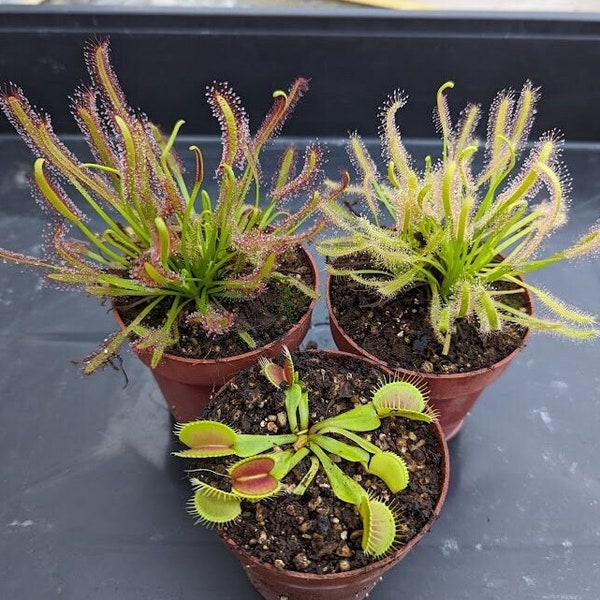 Pack 3 Carnivorous plants | Dionaea and 2 Droseras | Semi-adult plants