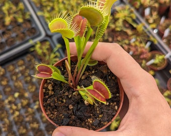 Planta carnívora Venus atrapamoscas | Dionaea | Plantas medianas a adultas.