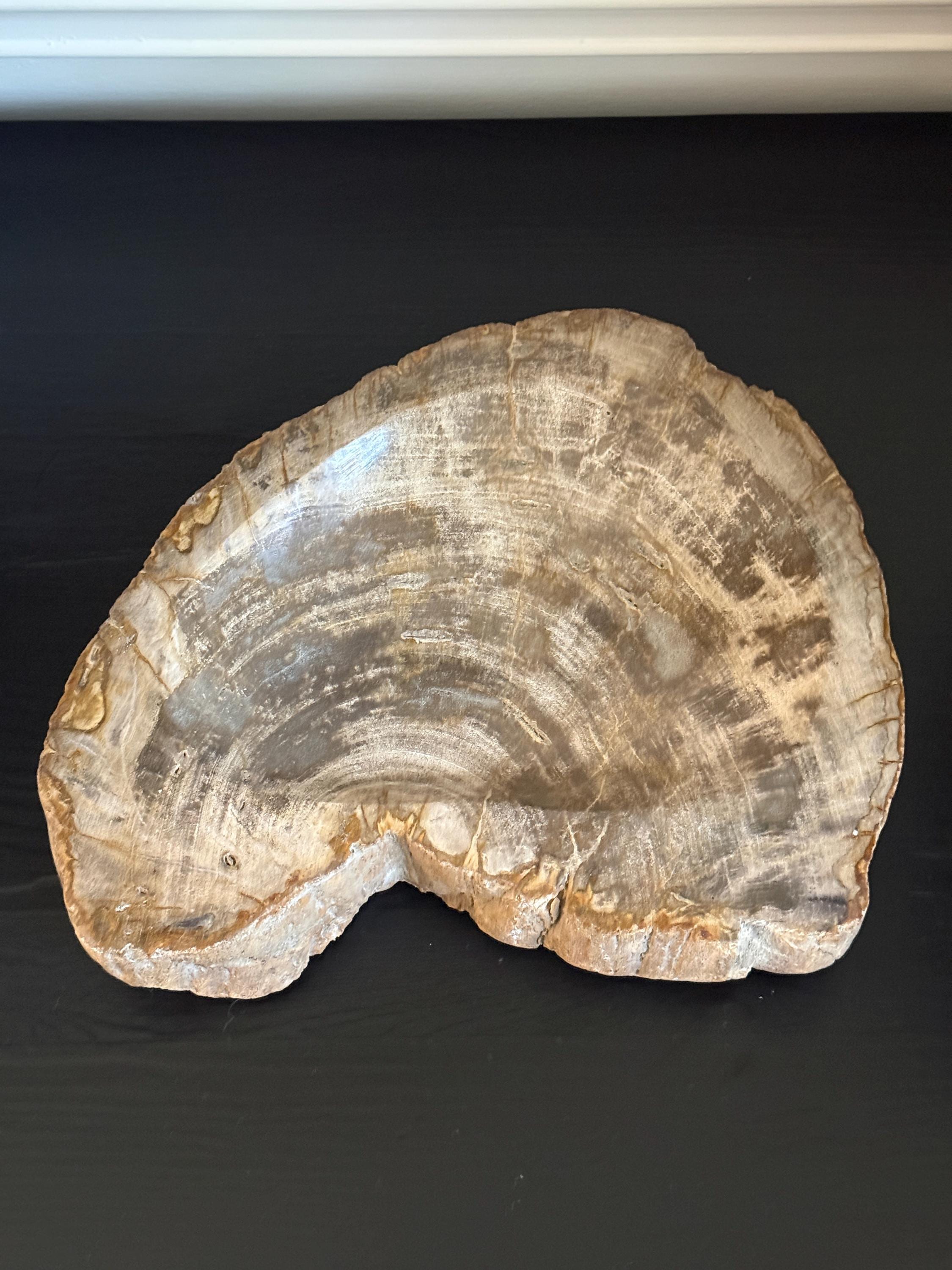 Petrified Wood Tray - Etsy Canada