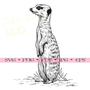 meerkat Svg, meerkat vector, Cute meerkat svg Cricut Silhouette Clipart Png Pdf Jpg eps Iron on Vinyl Laser Engraving, Commercial use