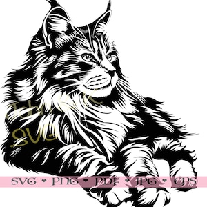 Maine coon Svg, arquivo de corte Maine coon, gato Clipart Cricut Silhouette png jpg pdf eps Ferro em vinil Gravação a laser, uso comercial