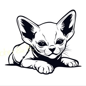 May include: A black and white illustration of a sphinx cat kitten lying down with its paws outstretched. The kitten has large ears and a serious expression.