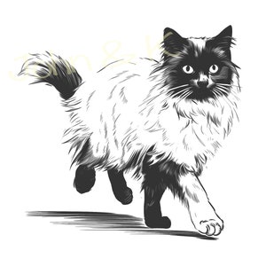 May include: A black and white line drawing of a long-haired cat walking. The cat has a fluffy tail and a pointed face.