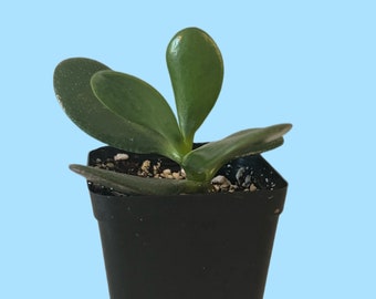 2.2” Jade plant ~ rooted