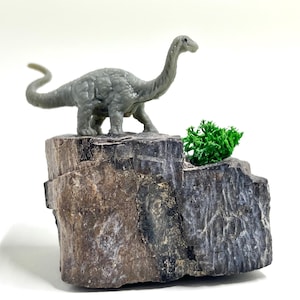 Miniature Apatosaurus Dinosaur Fossil Diorama Made From a REAL Dinosaur Fossil!