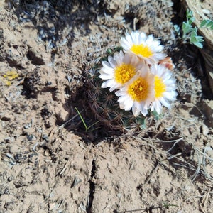 Pediocactus Simpsonii seeds, Eagle County, Colorado