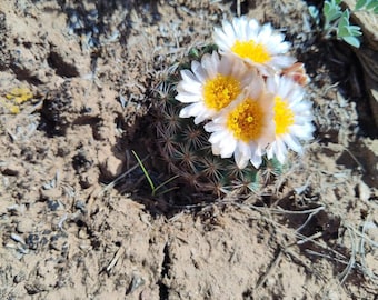 Pediocactus Simpsonii seeds(40 each), Eagle County, Colorado
