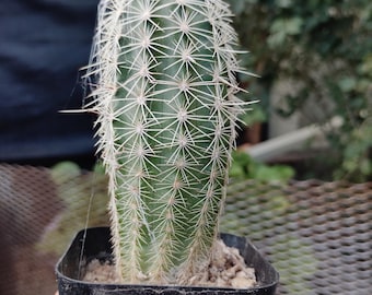 Echinocereus chloranthus (lebende Pflanze)