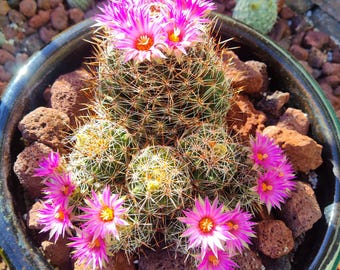 Escobaria(coryphantha)Vivipara seeds(50 each), open pollinated, garden