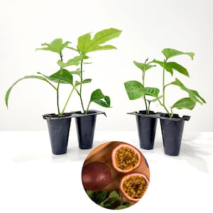 Passion Fruit. Set of 4 starter plants