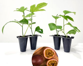 Passion Fruit. Set of 4 starter plants