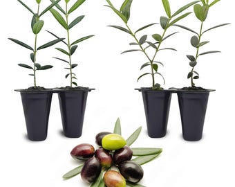 Olive Trees (4 Packs) Live fruit plants