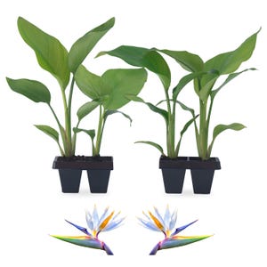 Puede incluir: Dos plantas de Ave del Para&iacute;so en maceta con hojas verdes y macetas negras. Dos flores de Ave del Para&iacute;so con p&eacute;talos azules, naranjas y blancos.