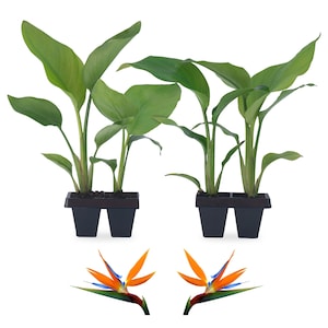 Puede incluir: Dos plantas de Ave del Para&iacute;so en maceta con hojas verdes y macetas negras. Dos flores de Ave del Para&iacute;so naranja y azul se muestran en la parte inferior de la imagen.