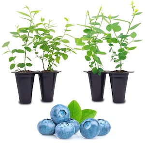 Blueberry plant. Set of 4 starter plants.