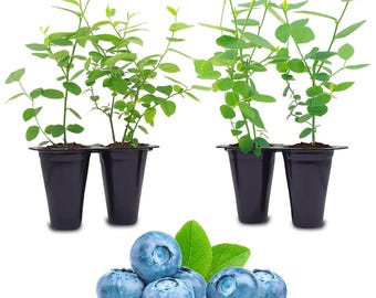 Blueberry plant. Set of 4 starter plants.