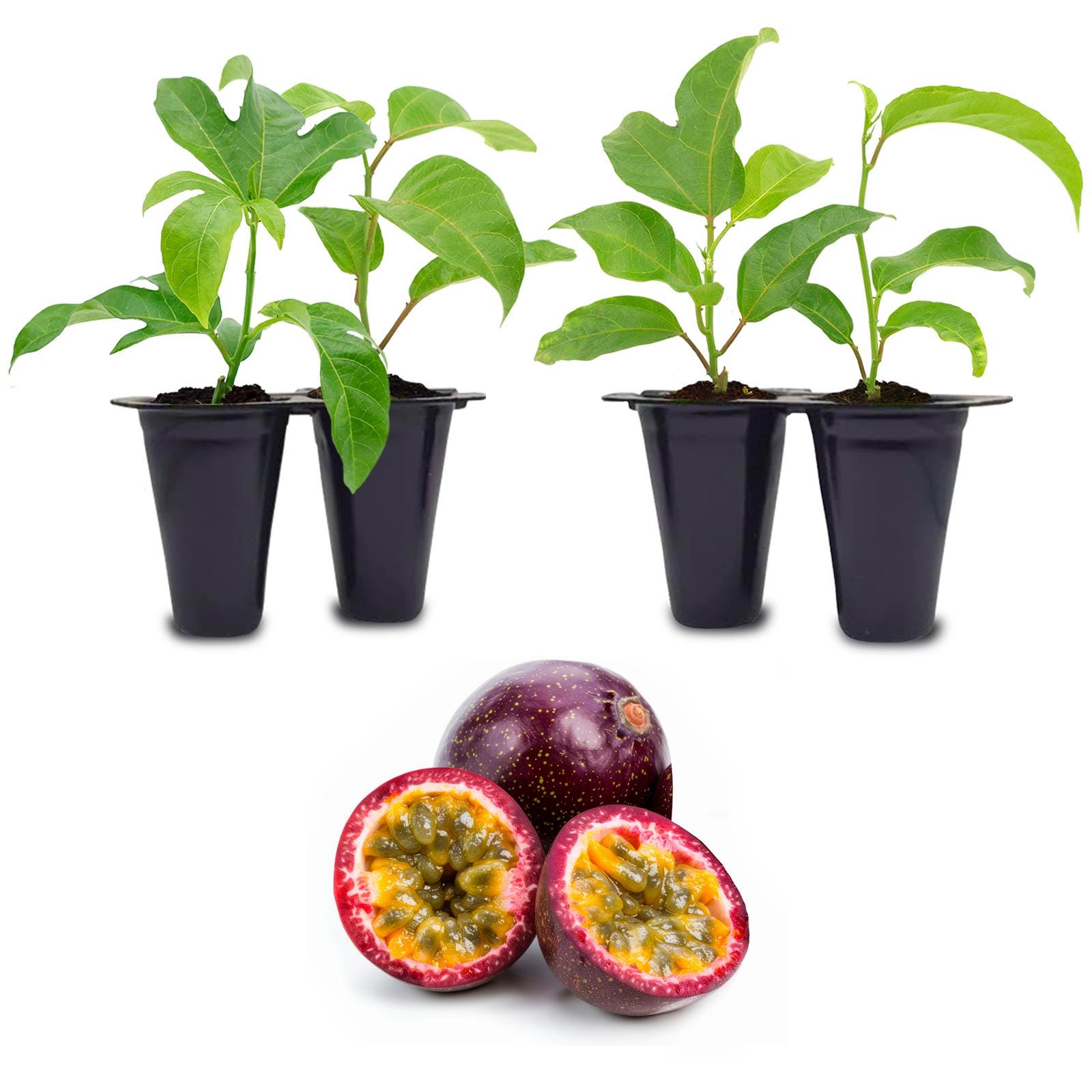 Plantas de maracuyá (paquete de 4) Plantas de frutas vivas