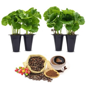 Coffee Plant &quot;Arabica&quot; Real Live Plant for sale (4 Pack) | Coffee Lover&#39;s Dream | Easy to Grow Your Own Food on your Edible Organic Garden |