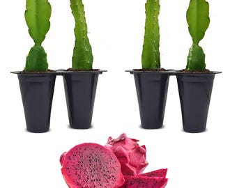 Edgar’s Baby Dragon Fruit – Hylocereus Undatus – Live Plant In 3-Inch Pot From Wellspring Gardens