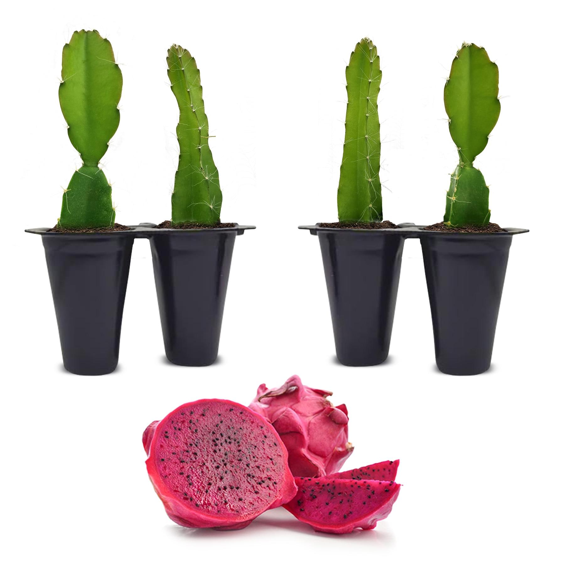 Dragon Fruit plants  (4 Pack) | Real Live Fruit Plants for Sale | Rare Exotic Variety | Sweet Edible Fruit