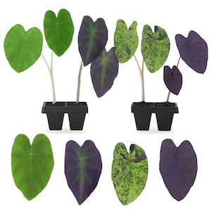 Elephant Ear Plants Collection | Black Magic, Gigantea Thailand Giant, Mojito, Black Beauty | (4-Pack) Easy-to-Grow Plants, Indoor/Outdoor.