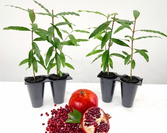 Pomegranate "Wonderful" Set of 4 Starter Plants