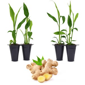May include: Ginger plants in black pots with green leaves, and fresh ginger roots with green leaves and sliced pieces. The ginger roots are tan and the sliced pieces are yellow.