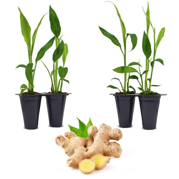 Ginger Plant (4 Pack) Edible ginger root live plants