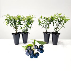 May include: Four small potted plants with green leaves and stems. A sprig of dark blue berries with green leaves is in front of the plants. The plants are in black plastic containers.