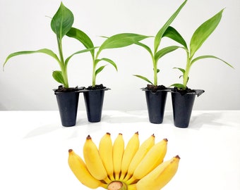 Banana Tree "Dwarf Cavendish" Set of 4 starter plants