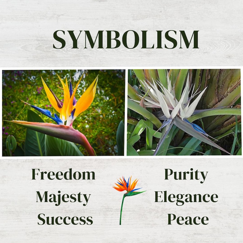 Puede incluir: Dos im&aacute;genes de la flor Ave del Para&iacute;so. La primera imagen muestra una flor con p&eacute;talos naranja, amarillo y azul. La segunda imagen muestra una flor con p&eacute;talos blancos y detalles azules. El texto "SYMBOLISM" est&aacute; en la parte superior de la imagen. Debajo de las im&aacute;genes est&aacute;n las palabras "Libertad, Majestad, &Eacute;xito" y "Pureza, Elegancia, Paz".