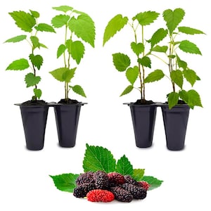 Mulberry Trees (4 Packs) Live fruit plants