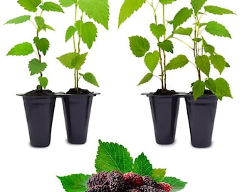 Mulberry Trees (4 Packs) Live fruit plants