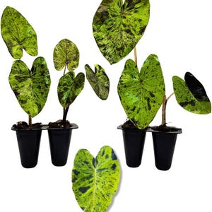 Elephant Ear Plants | Esculenta Mojito | (4-Pack) Easy-to-Grow Live Colocasia Plants, Perfect for Indoor/Outdoor