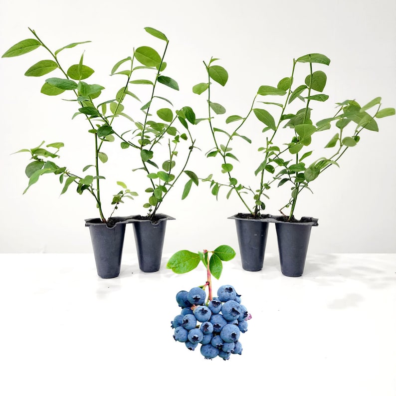 May include: Four blueberry plants in black plastic pots with green leaves. A cluster of ripe, blue blueberries with green leaves is in front of the plants. The background is white.