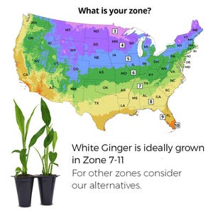 May include: Image shows a map of the United States with color-coded zones and the text "What is your zone?" Two small potted plants are in the foreground. Text states White Ginger is ideally grown in Zone 7-11.